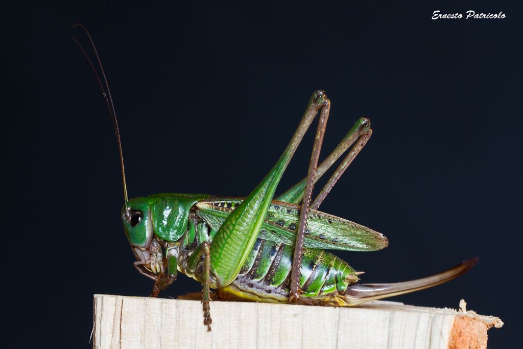 Decticus verrucivorus, femmina